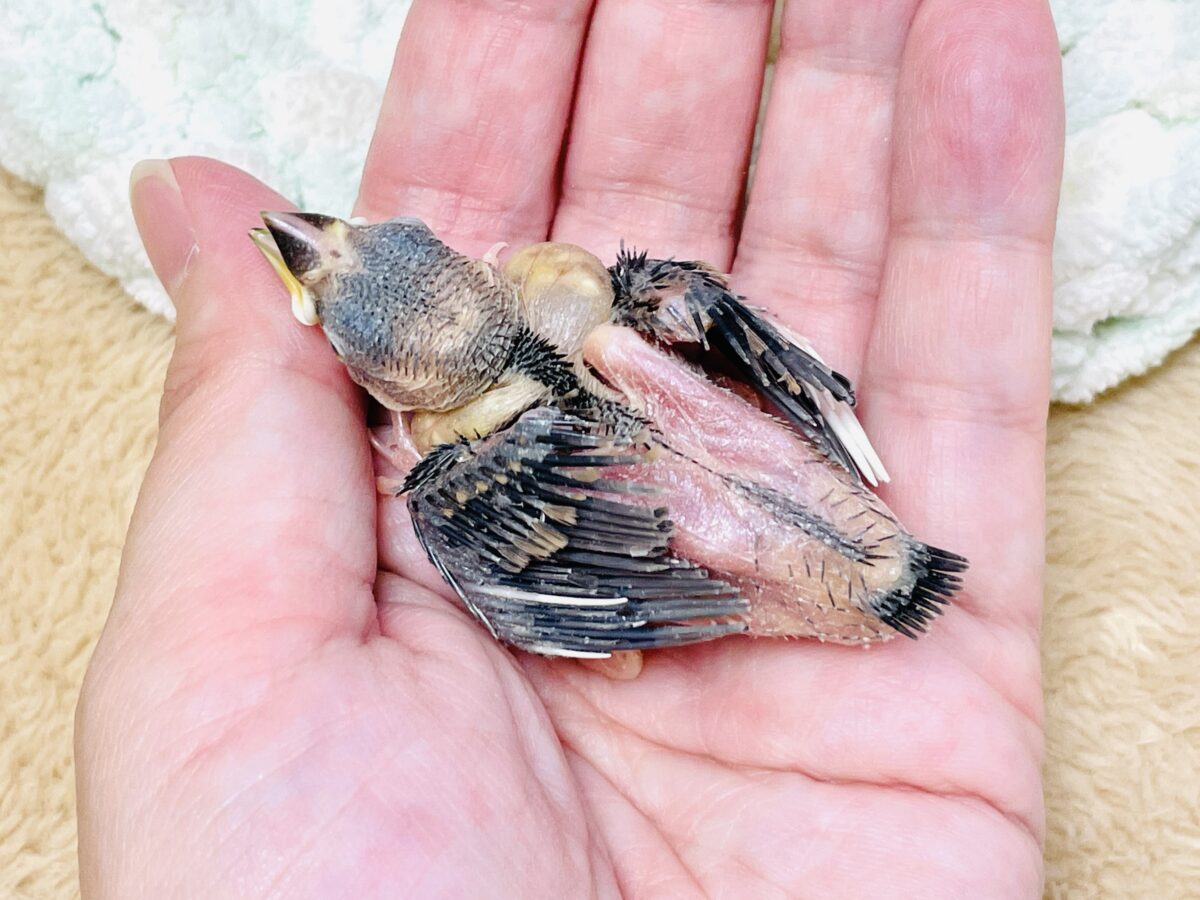 【最新画像】ちょっと大きくなったよっ❣️桜文鳥(ヒナ) 桜文鳥