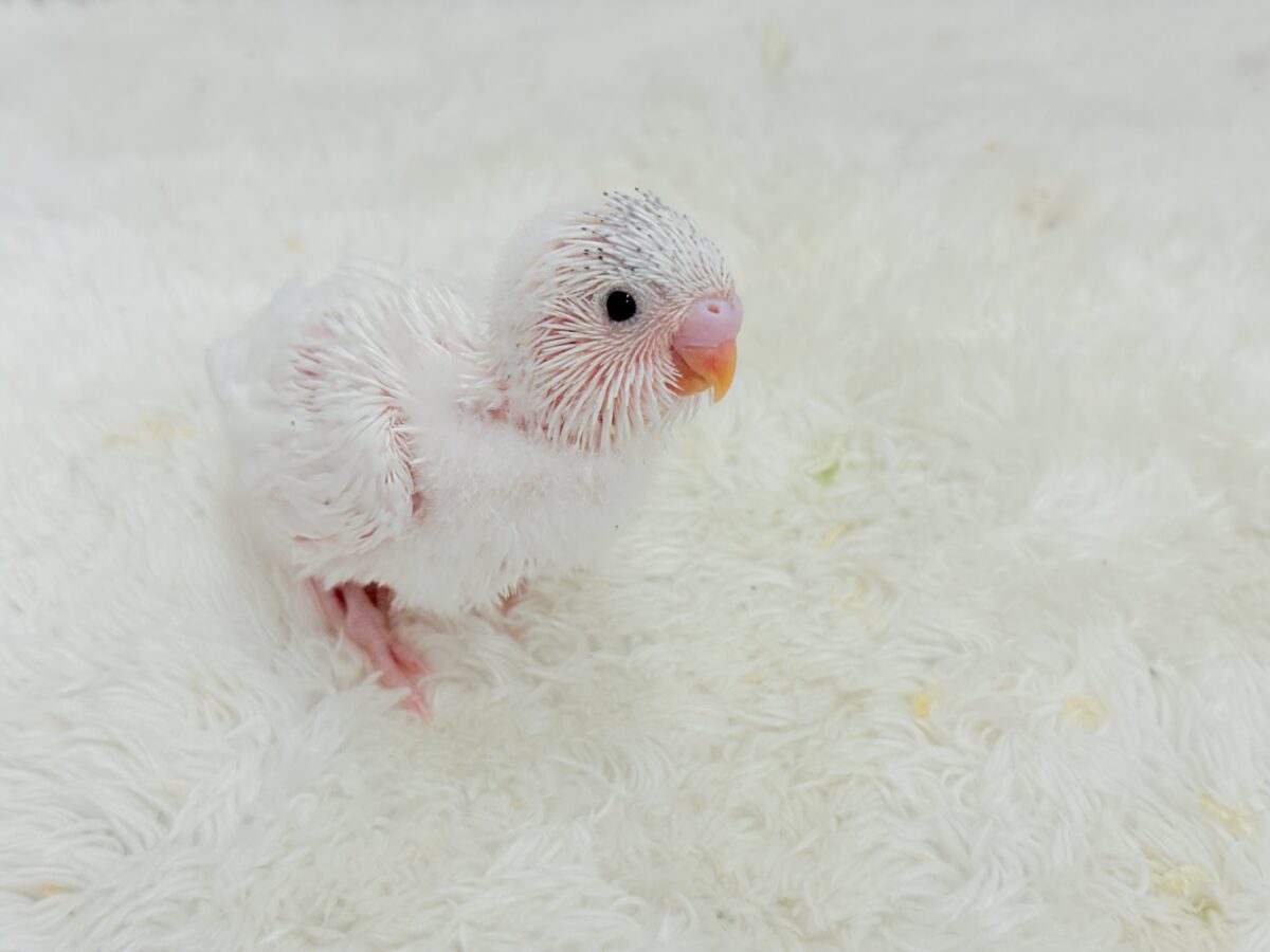 セキセイインコ