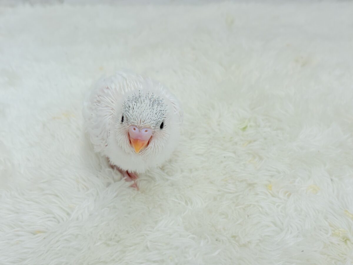 セキセイインコ