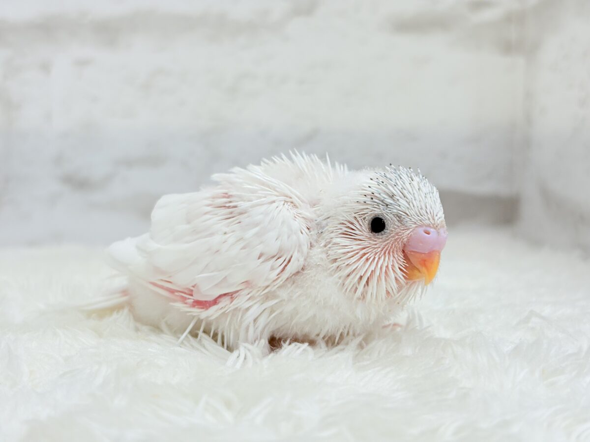 季節外れの雪ん子登場☃️🫧セキセイインコ(ヘビーパイド) ヒナ セキセイインコ
