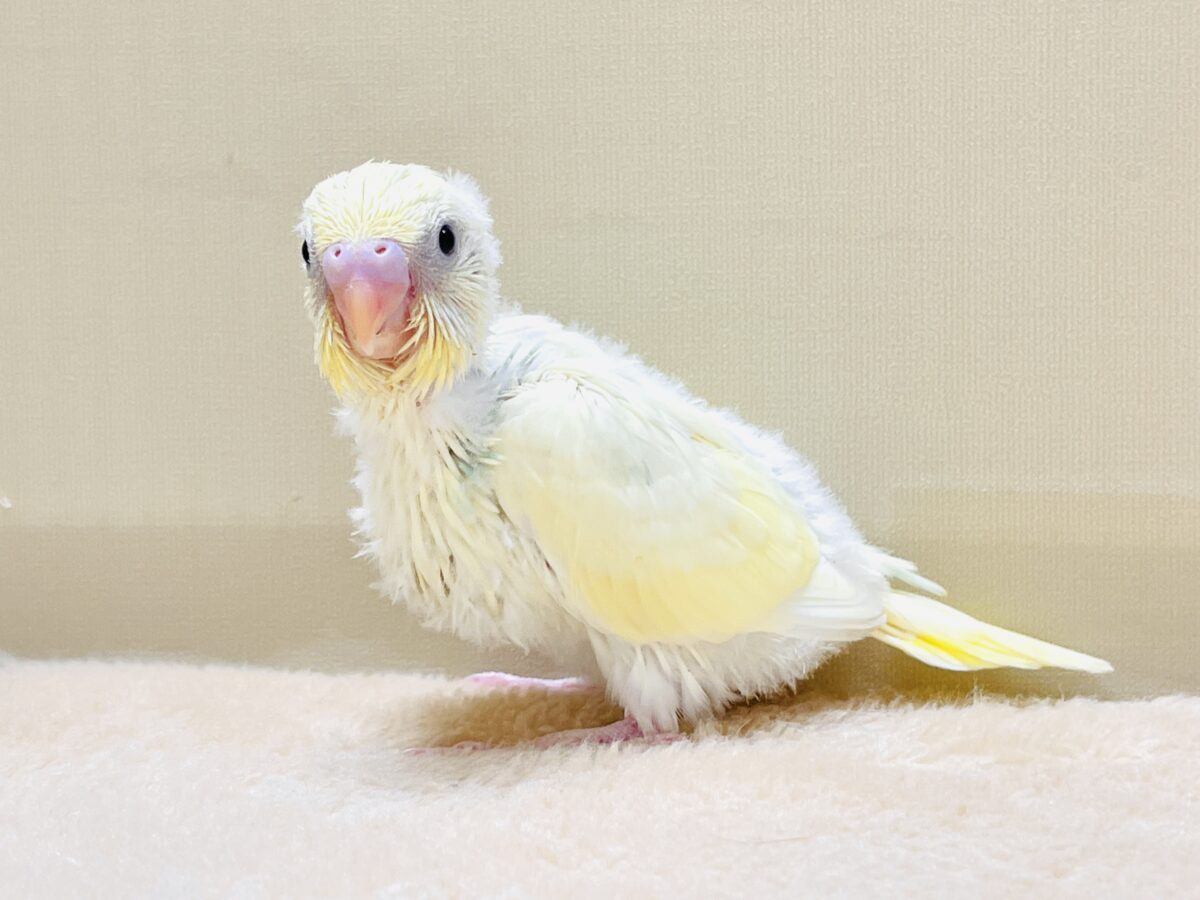 ふんわり甘々✨焼き菓子カラーのセキセイインコ(パステルレインボー)ヒナ セキセイインコ