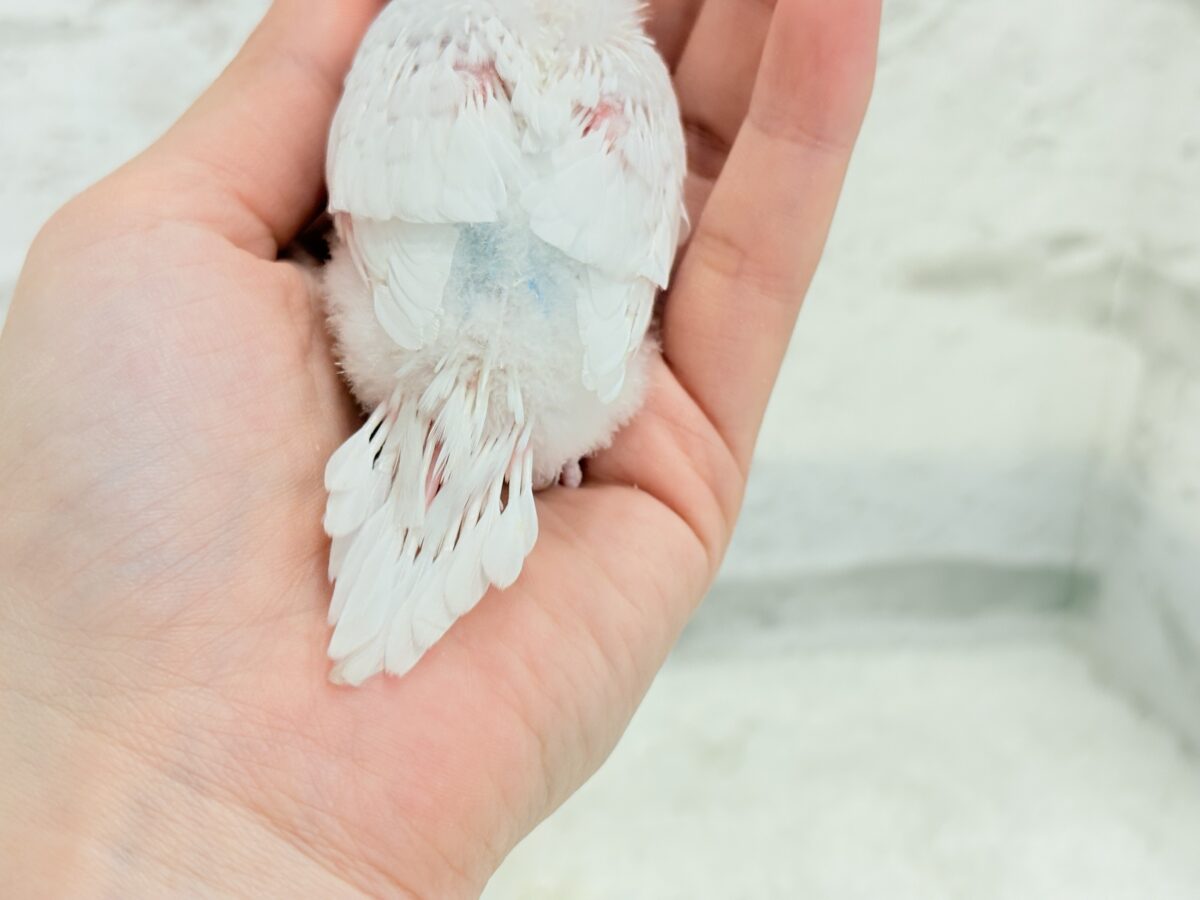 季節外れの雪ん子登場☃️🫧セキセイインコ(ヘビーパイド) ヒナ セキセイインコ