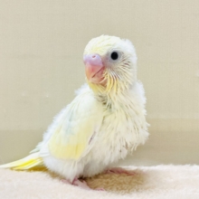 ふんわり甘々✨焼き菓子カラーのセキセイインコ（パステルレインボー）ヒナ
