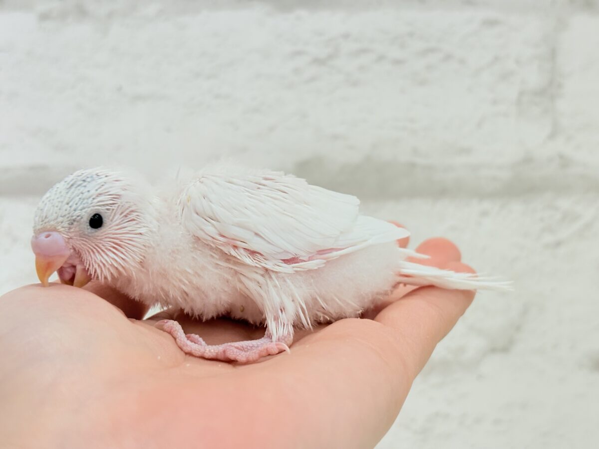 セキセイインコ