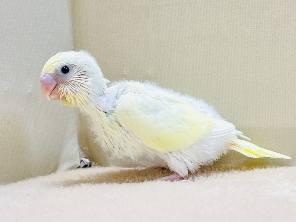 ふんわり甘々✨焼き菓子カラーのセキセイインコ(パステルレインボー)ヒナ セキセイインコ