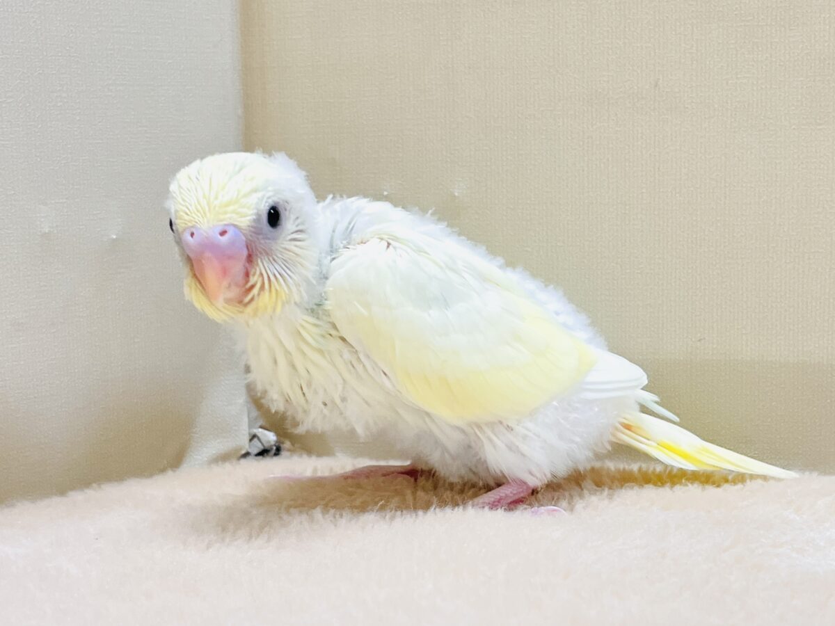 ふんわり甘々✨焼き菓子カラーのセキセイインコ(パステルレインボー)ヒナ セキセイインコ