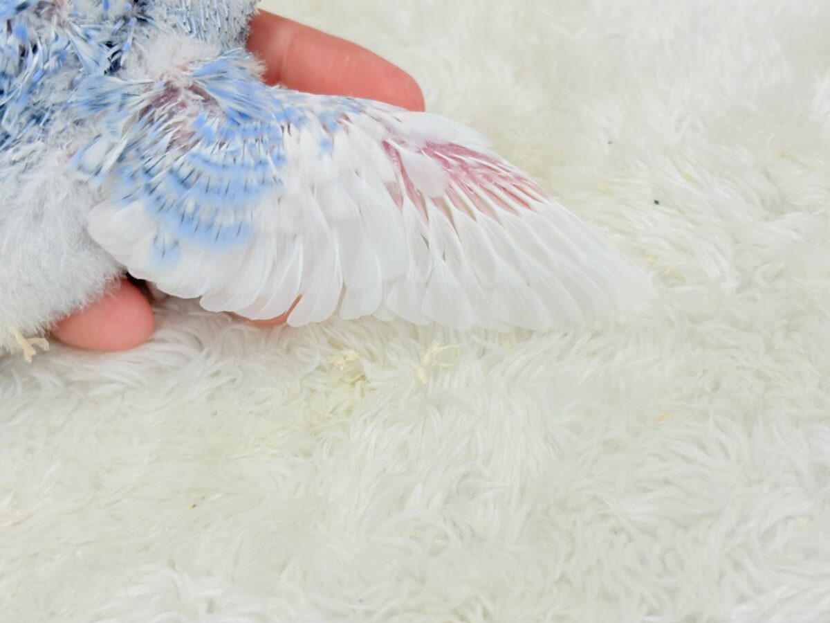 梵天セキセイインコ