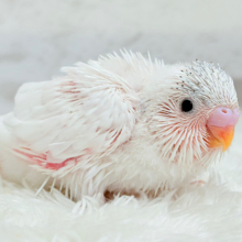 季節外れの雪ん子登場☃️🫧セキセイインコ(ヘビーパイド) ヒナ