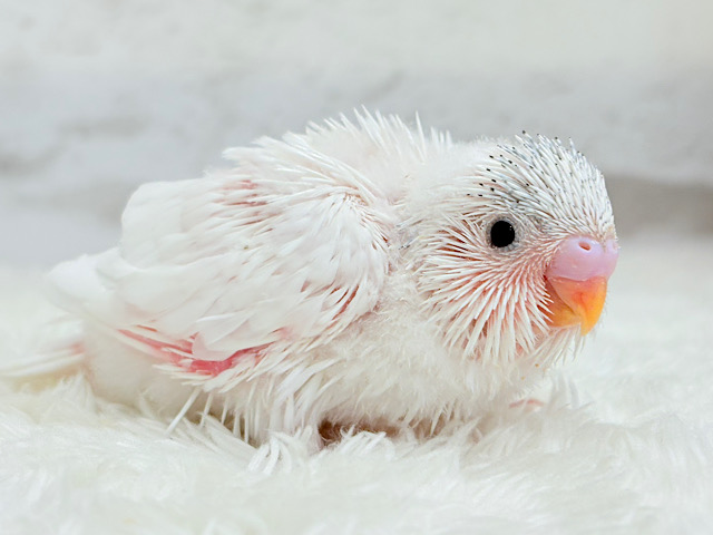 季節外れの雪ん子登場☃️🫧セキセイインコ(ヘビーパイド) ヒナ
