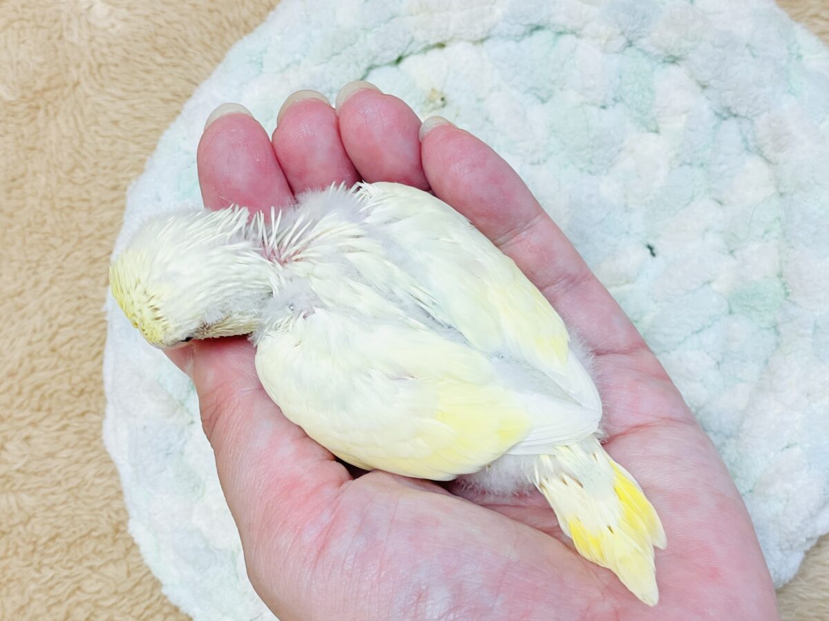 ふんわり甘々✨焼き菓子カラーのセキセイインコ(パステルレインボー)ヒナ セキセイインコ