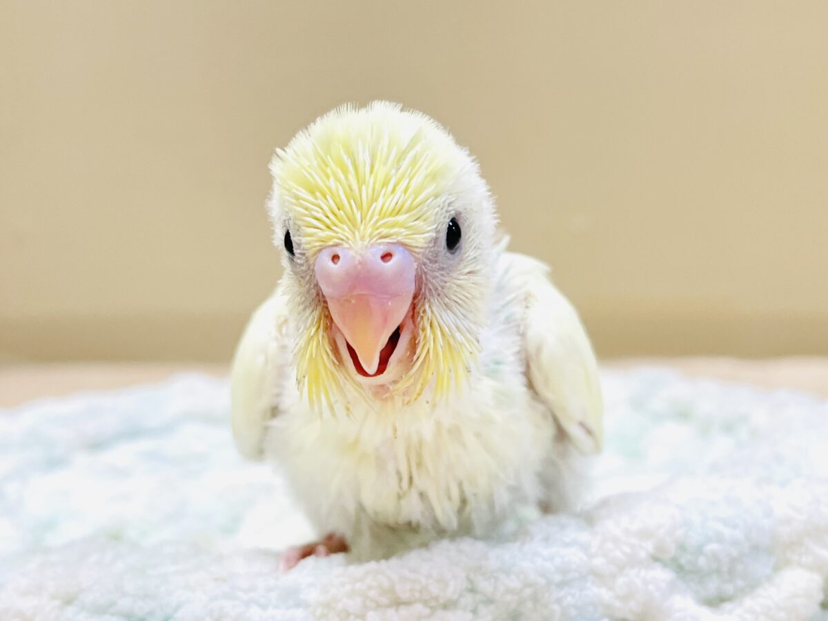 ふんわり甘々✨焼き菓子カラーのセキセイインコ(パステルレインボー)ヒナ セキセイインコ