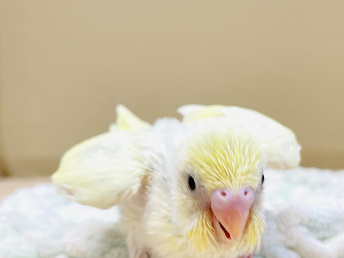 ふんわり甘々✨焼き菓子カラーのセキセイインコ(パステルレインボー)ヒナ セキセイインコ