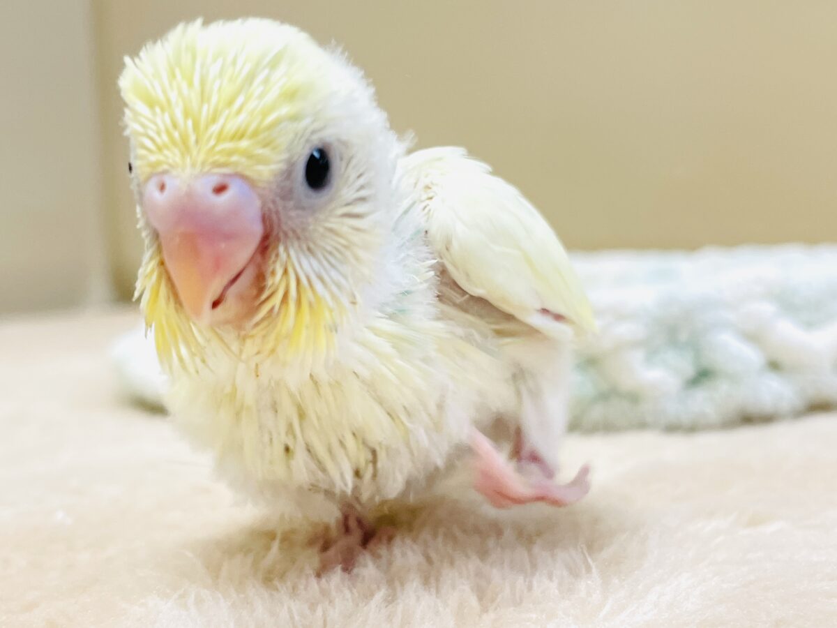 ふんわり甘々✨焼き菓子カラーのセキセイインコ(パステルレインボー)ヒナ セキセイインコ