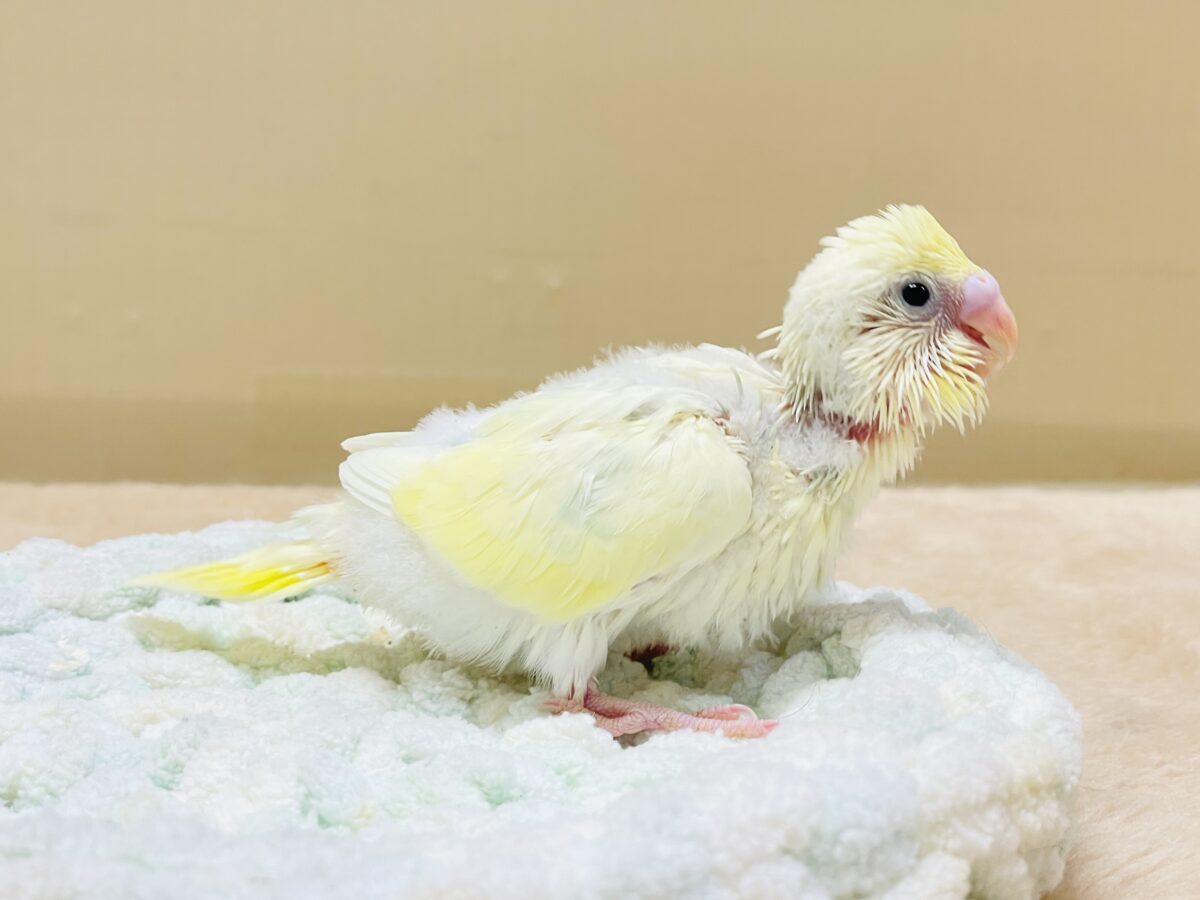 ふんわり甘々✨焼き菓子カラーのセキセイインコ(パステルレインボー)ヒナ セキセイインコ