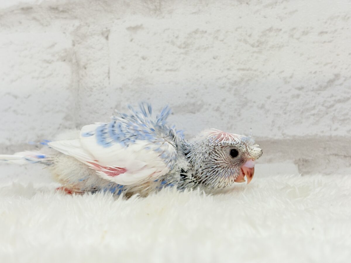 梵天セキセイインコ