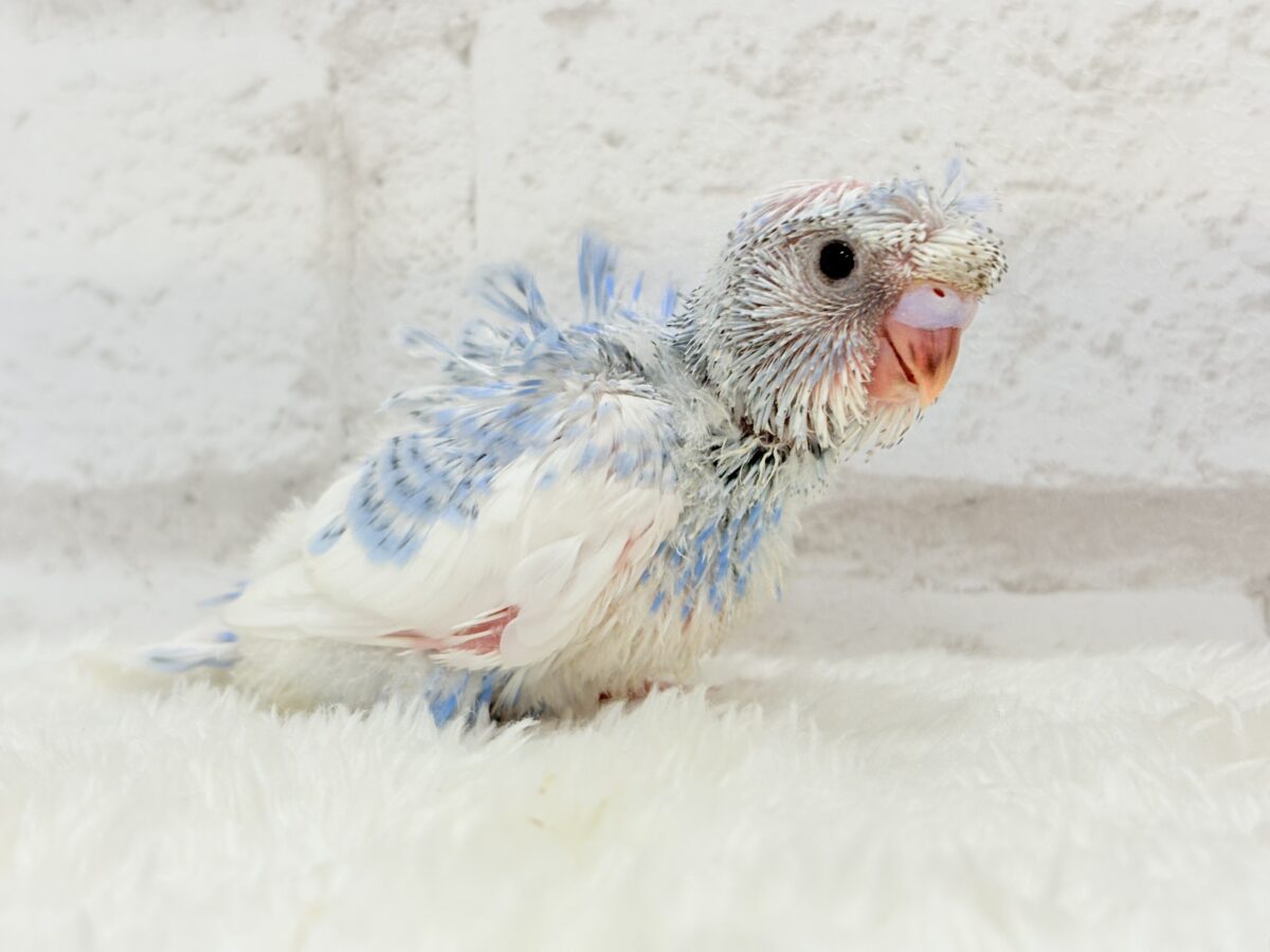 梵天セキセイインコ