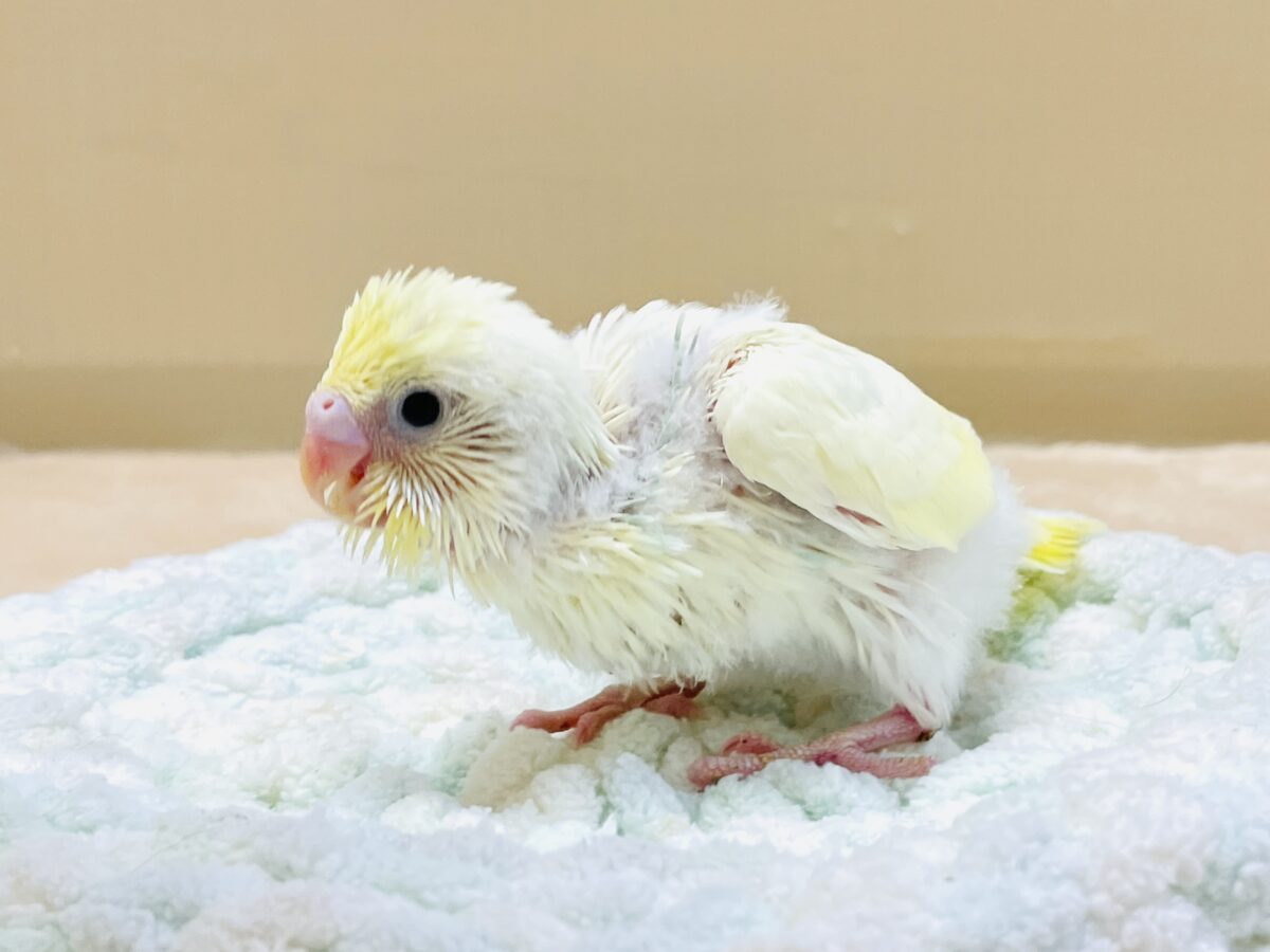 ふんわり甘々✨焼き菓子カラーのセキセイインコ(パステルレインボー)ヒナ セキセイインコ