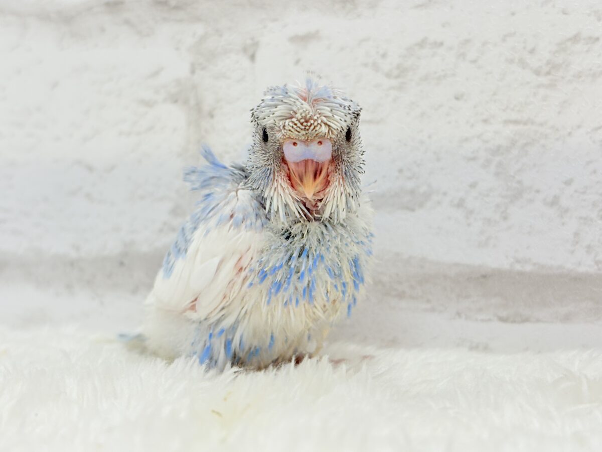 梵天セキセイインコ