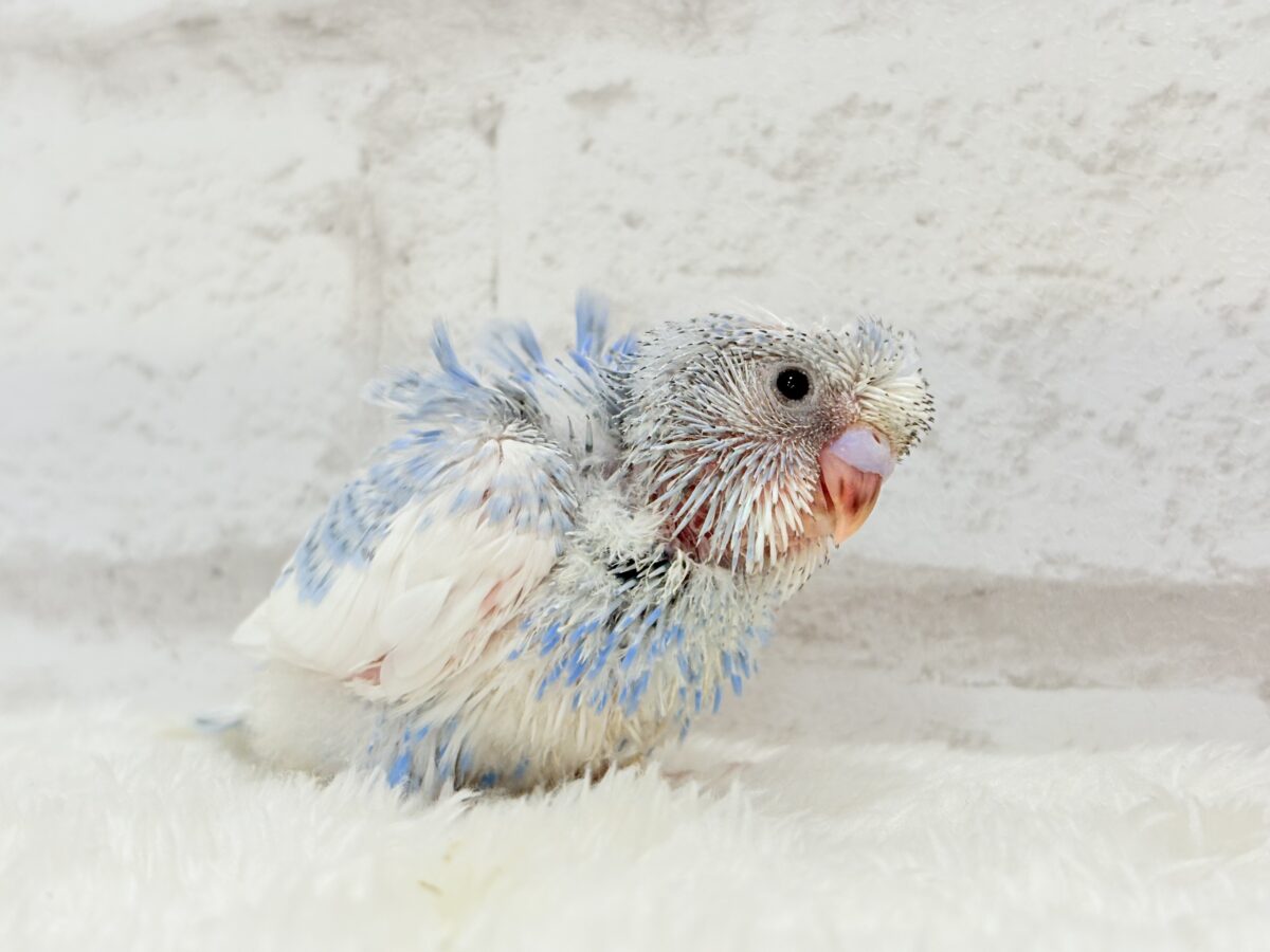 【最新画像更新🪄】おカッパちゃんがやって来た🐣🥒梵天セキセイインコ(スパングルパイド) ヒナ 梵天セキセイインコ