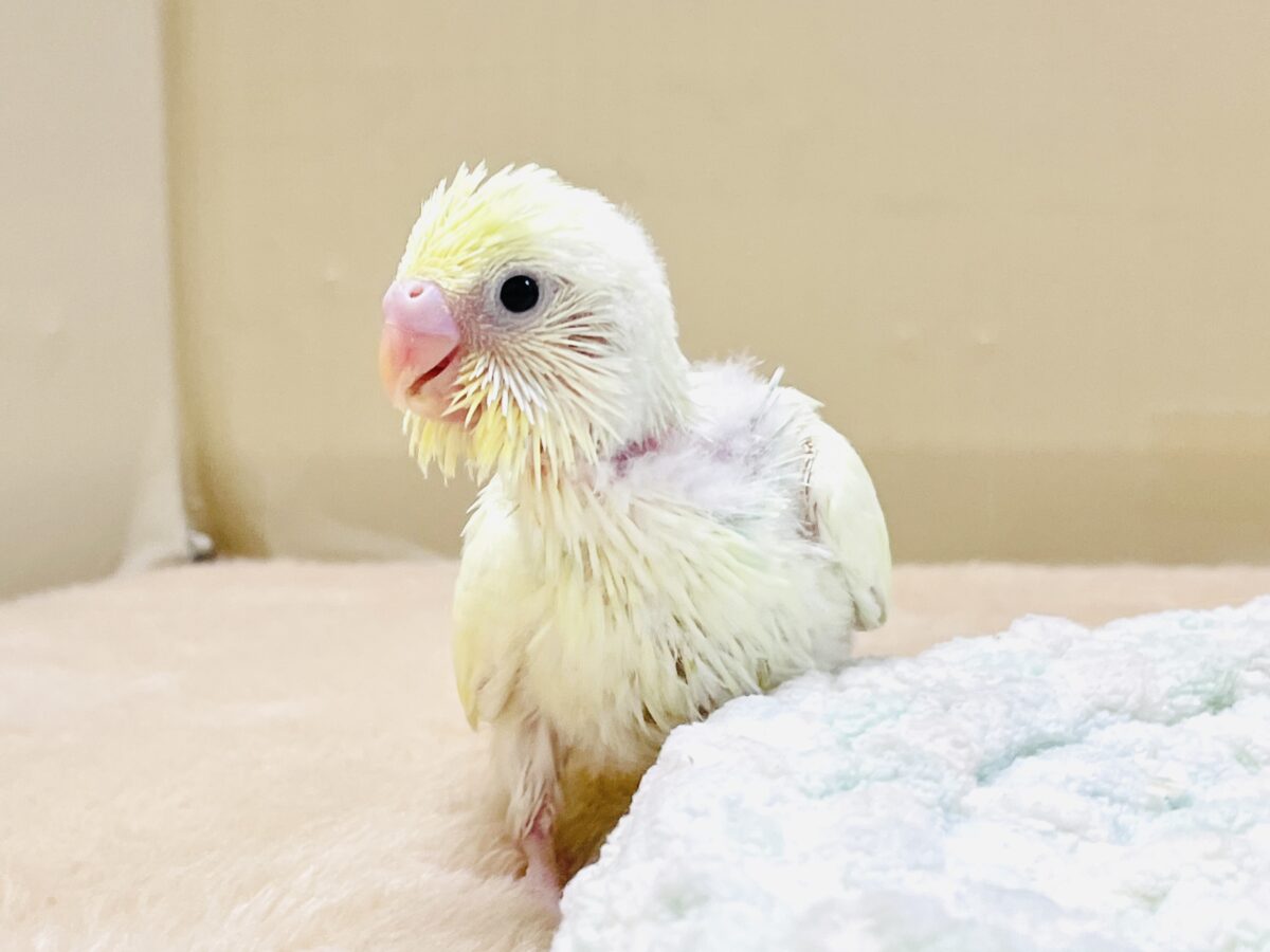 ふんわり甘々✨焼き菓子カラーのセキセイインコ(パステルレインボー)ヒナ セキセイインコ