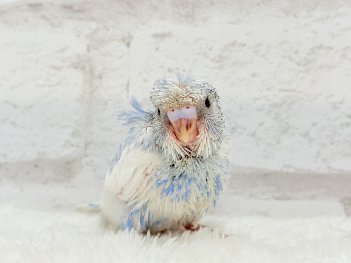 【最新画像更新🪄】おカッパちゃんがやって来た🐣🥒梵天セキセイインコ(スパングルパイド) ヒナ 梵天セキセイインコ
