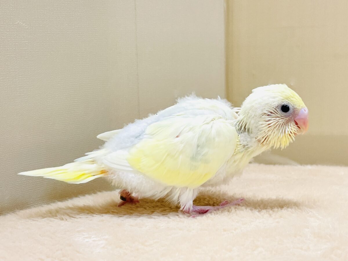 ふんわり甘々✨焼き菓子カラーのセキセイインコ(パステルレインボー)ヒナ セキセイインコ