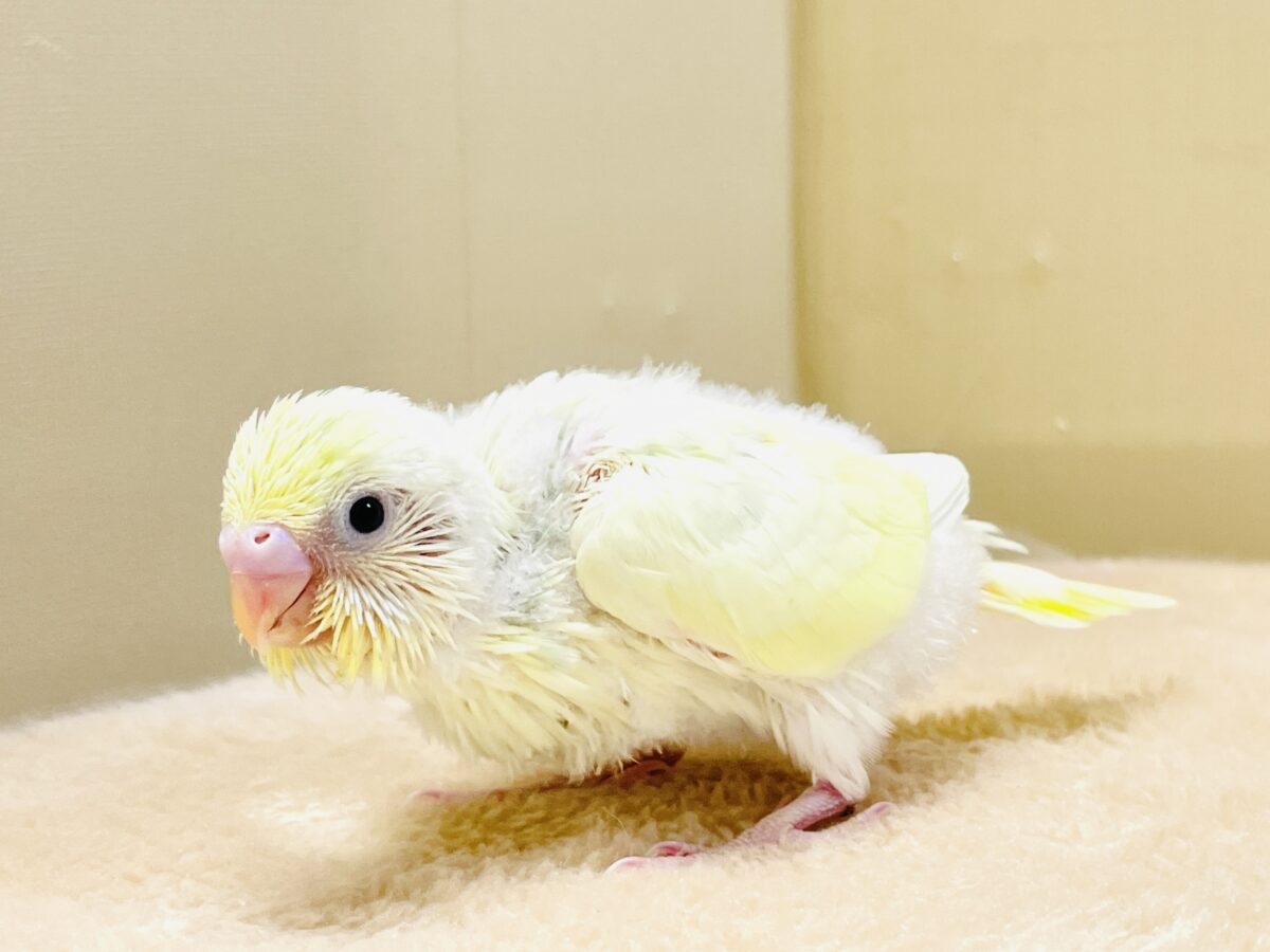 ふんわり甘々✨焼き菓子カラーのセキセイインコ(パステルレインボー)ヒナ セキセイインコ