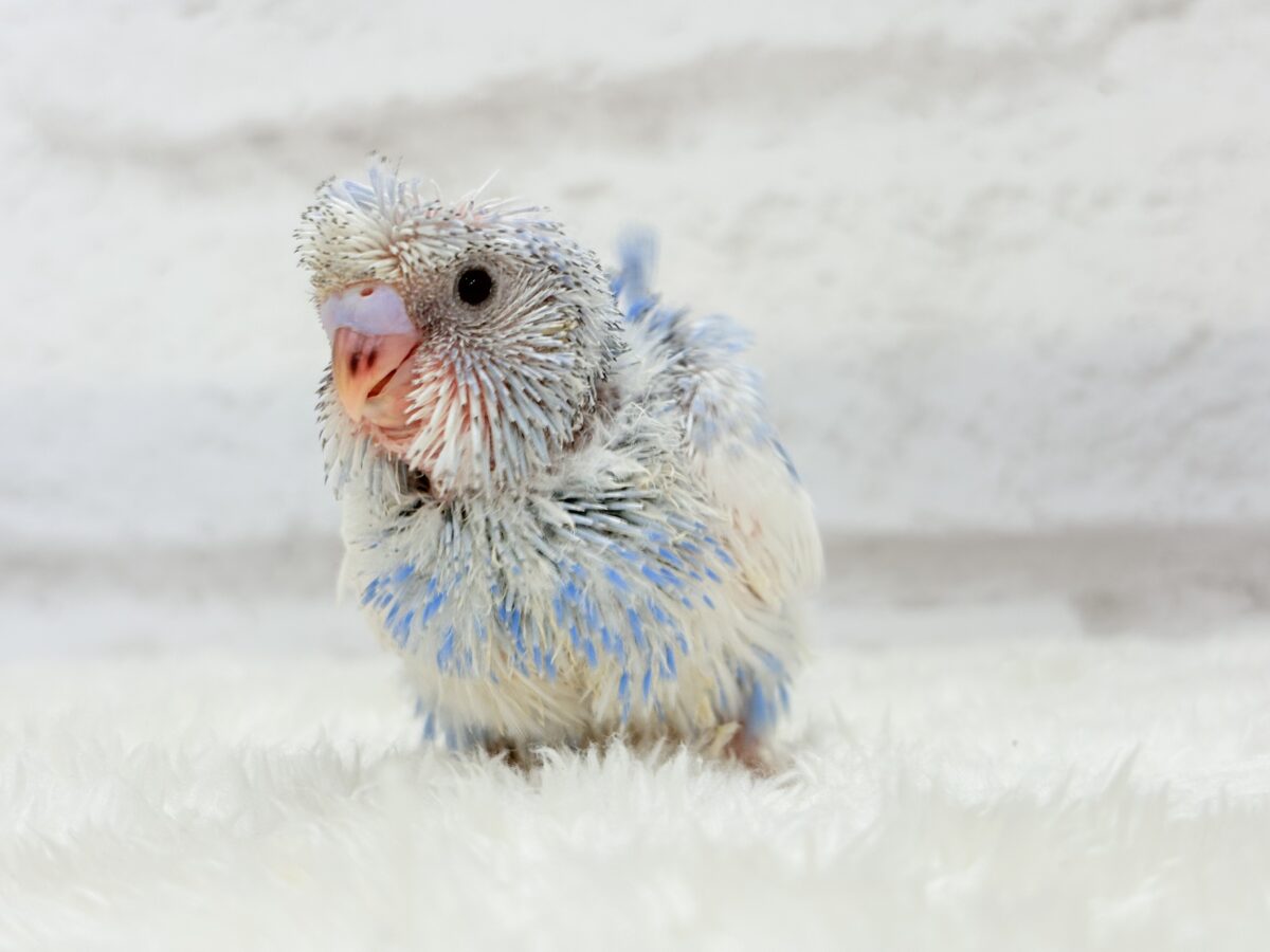 梵天セキセイインコ