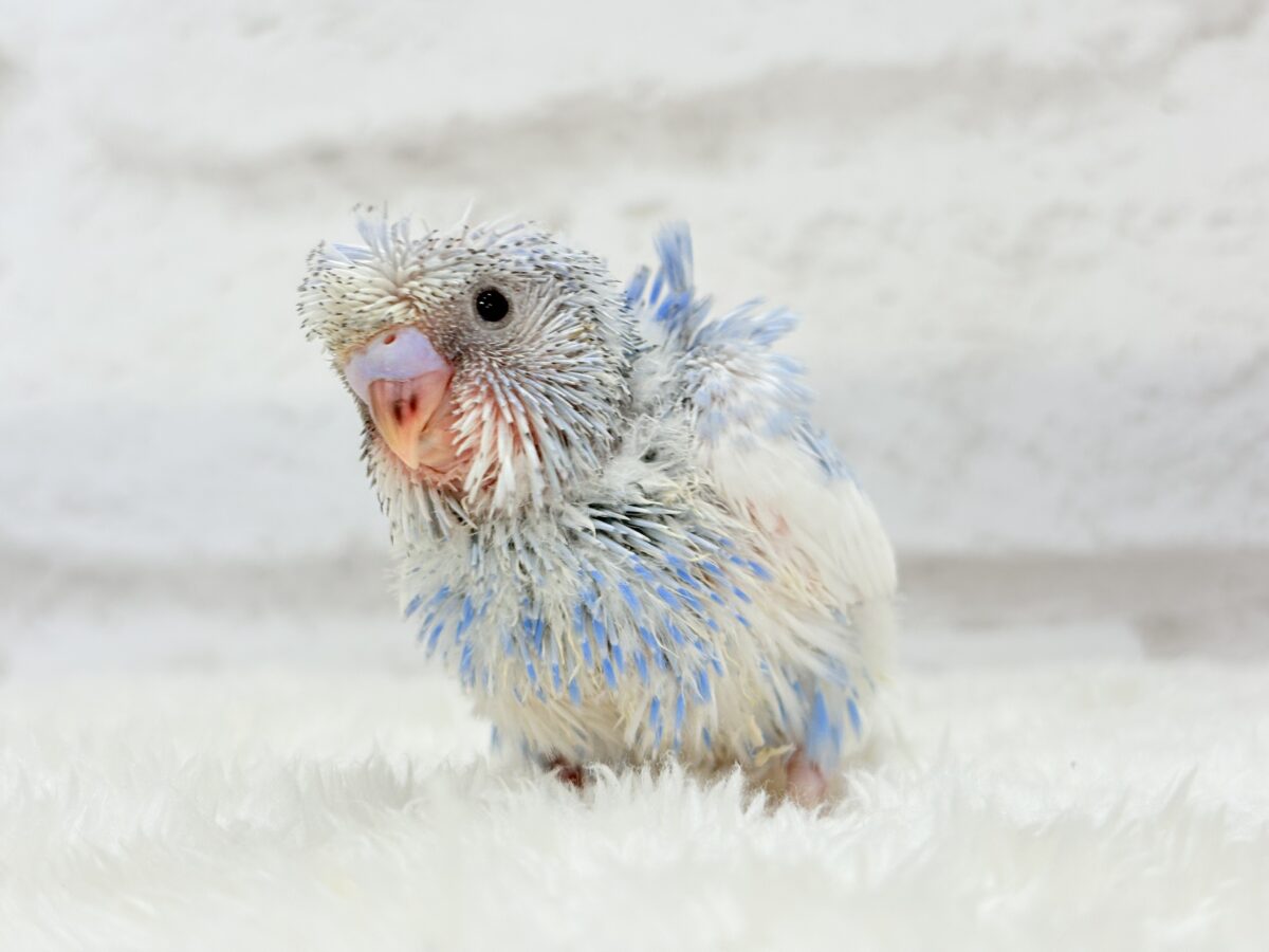 【最新画像更新🪄】おカッパちゃんがやって来た🐣🥒梵天セキセイインコ(スパングルパイド) ヒナ 梵天セキセイインコ