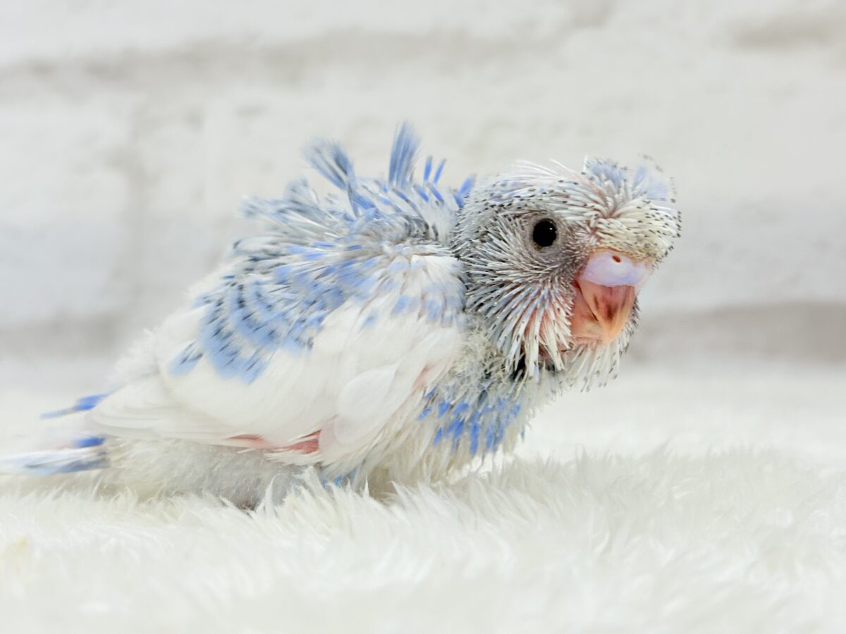 【最新画像更新🪄】おカッパちゃんがやって来た🐣🥒梵天セキセイインコ(スパングルパイド) ヒナ 梵天セキセイインコ