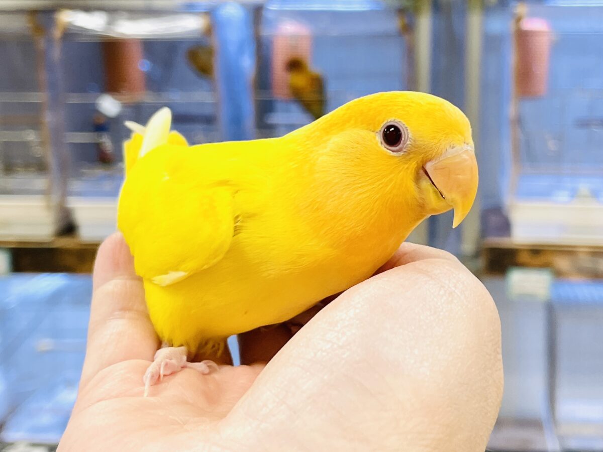 コザクラインコ（小桜インコ）