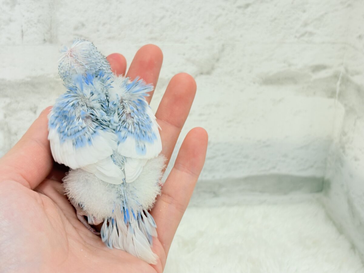 梵天セキセイインコ