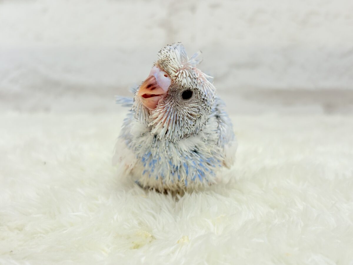 【最新画像更新🪄】おカッパちゃんがやって来た🐣🥒梵天セキセイインコ(スパングルパイド) ヒナ 梵天セキセイインコ