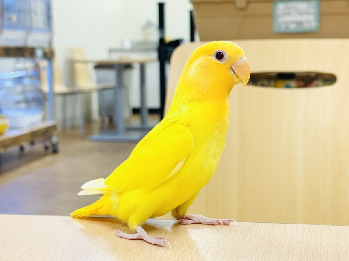 コザクラインコ（小桜インコ）
