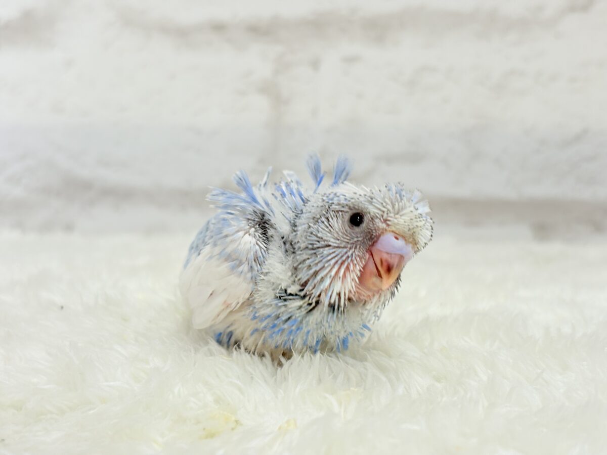 【最新画像更新🪄】おカッパちゃんがやって来た🐣🥒梵天セキセイインコ(スパングルパイド) ヒナ 梵天セキセイインコ