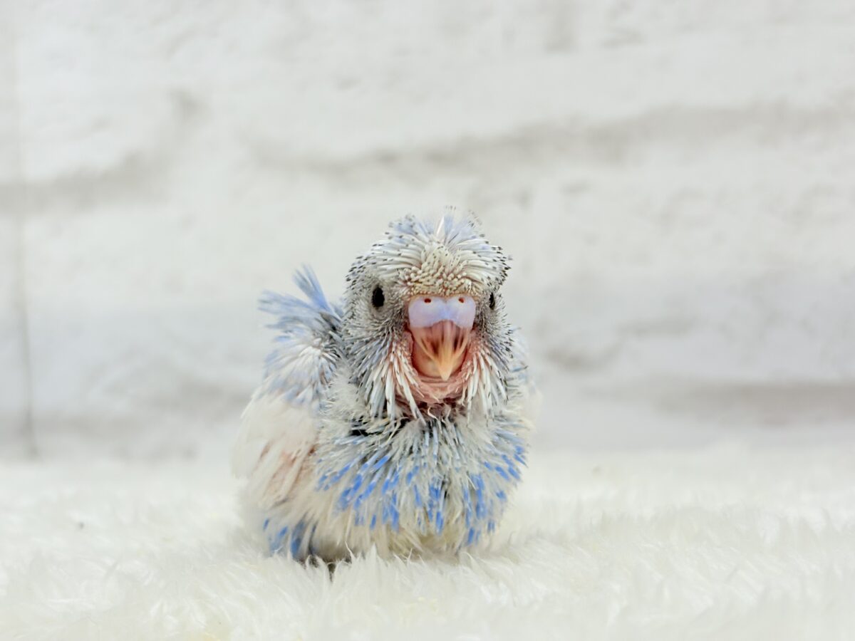 梵天セキセイインコ