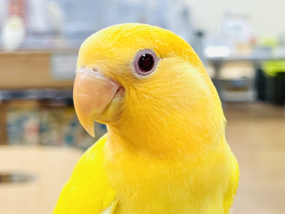 コザクラインコ（小桜インコ）