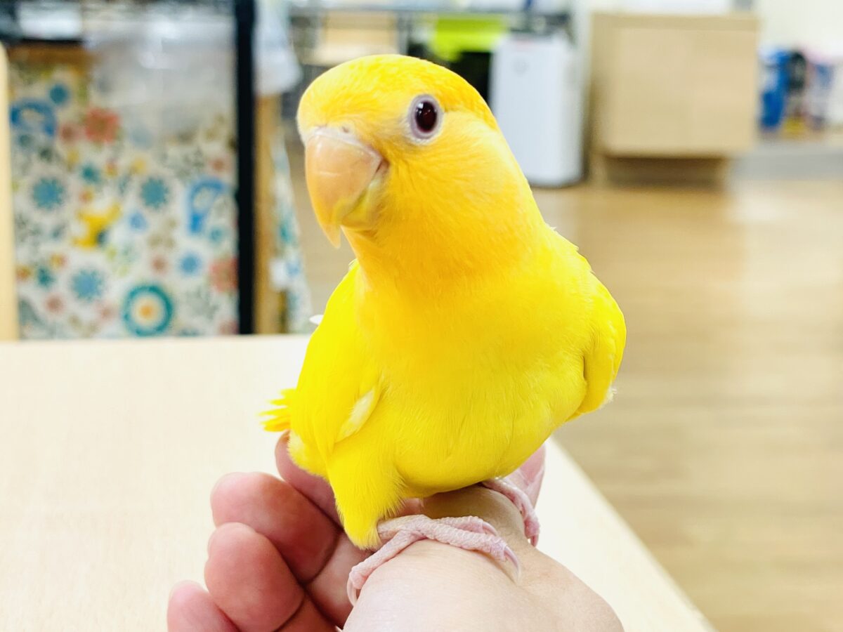 コザクラインコ（小桜インコ）