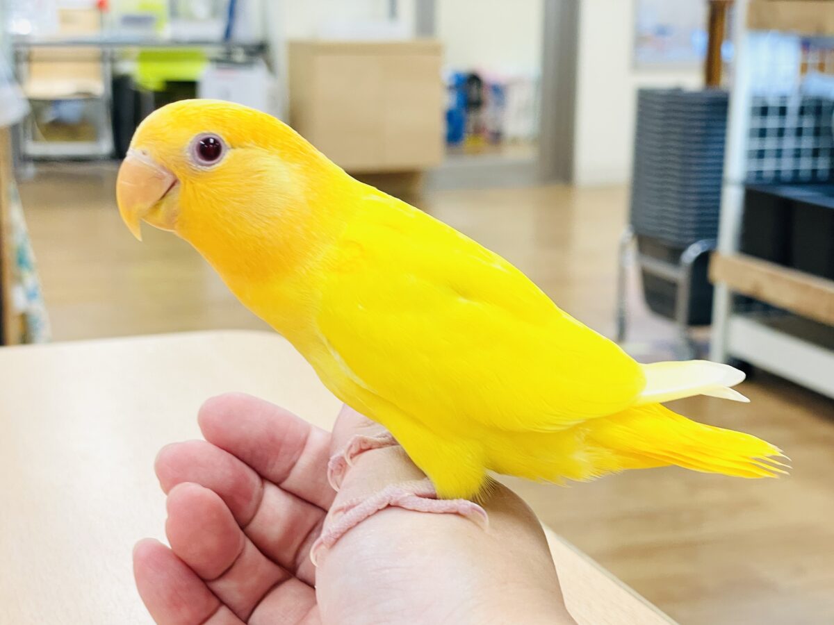 コザクラインコ（小桜インコ）