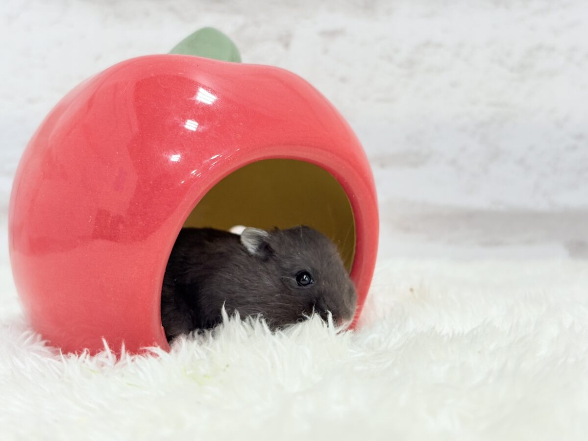 暑い夏🏖アイスバーを一緒に食べよう🐹🍭ブラックジャンガリアンハムスター(女の子) ドワーフハムスターの1種