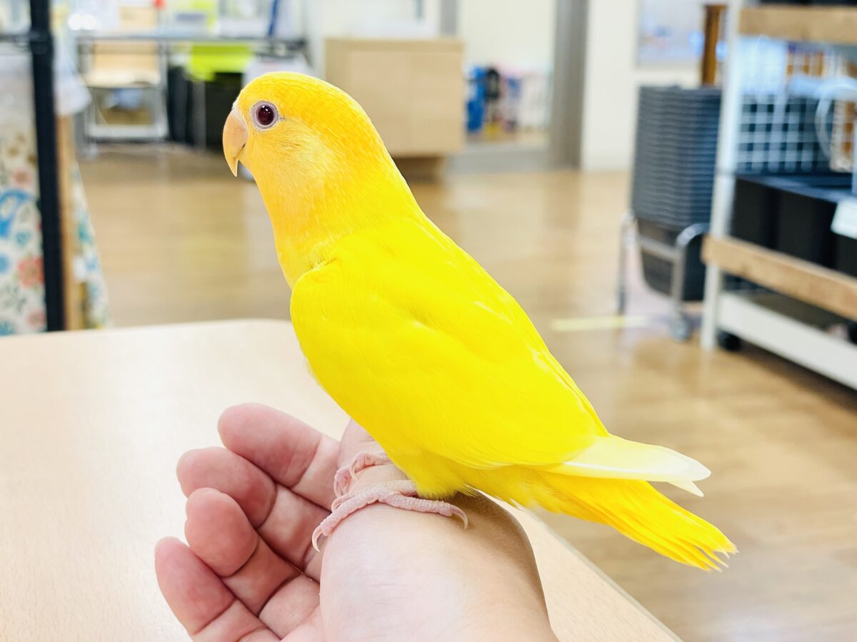 コザクラインコ（小桜インコ）