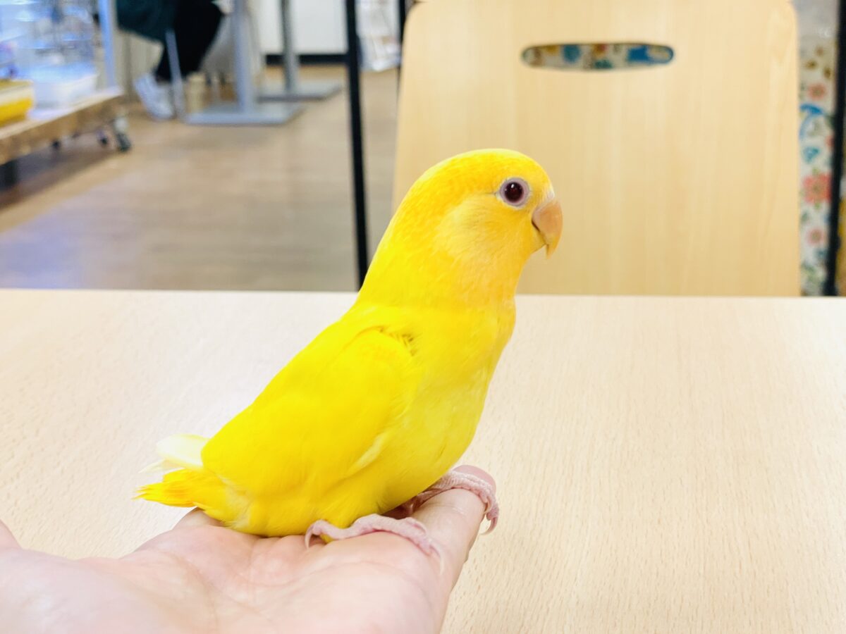 コザクラインコ（小桜インコ）