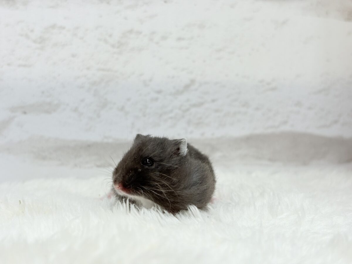 暑い夏🏖アイスバーを一緒に食べよう🐹🍭ブラックジャンガリアンハムスター(女の子) ドワーフハムスターの1種
