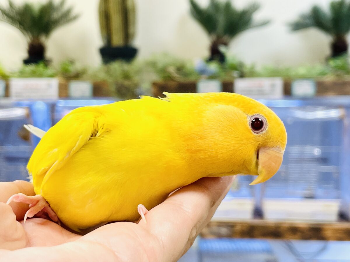 コザクラインコ（小桜インコ）