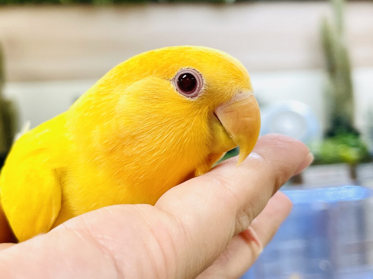 コザクラインコ（小桜インコ）