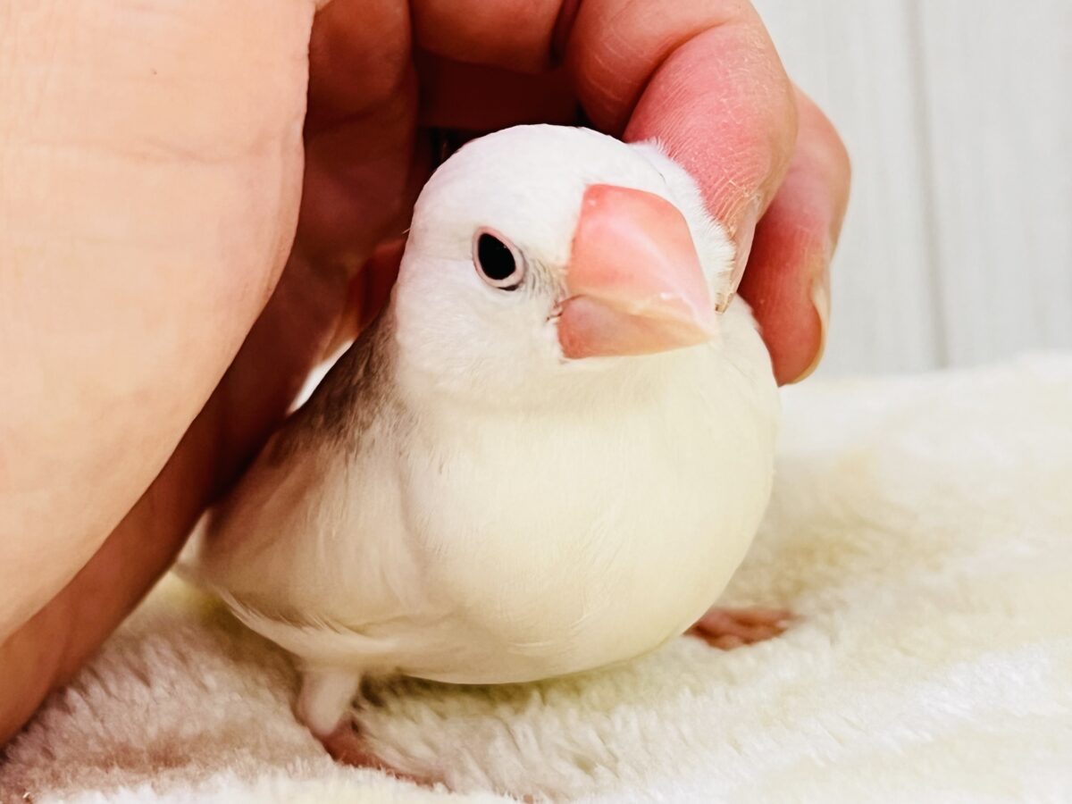 かくれモチモチ♡1人餌の幼さの残る白文鳥✨🪽 白文鳥