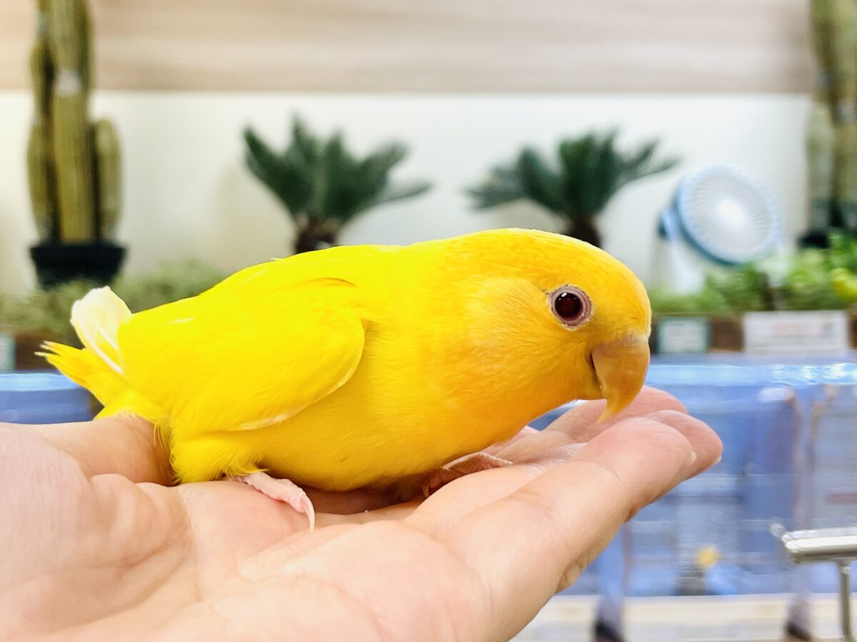 コザクラインコ（小桜インコ）