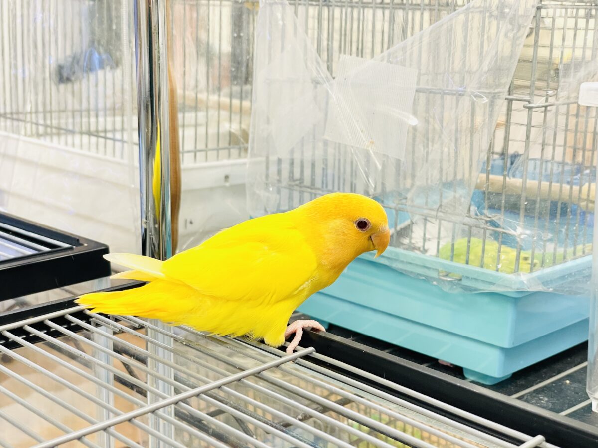 コザクラインコ（小桜インコ）