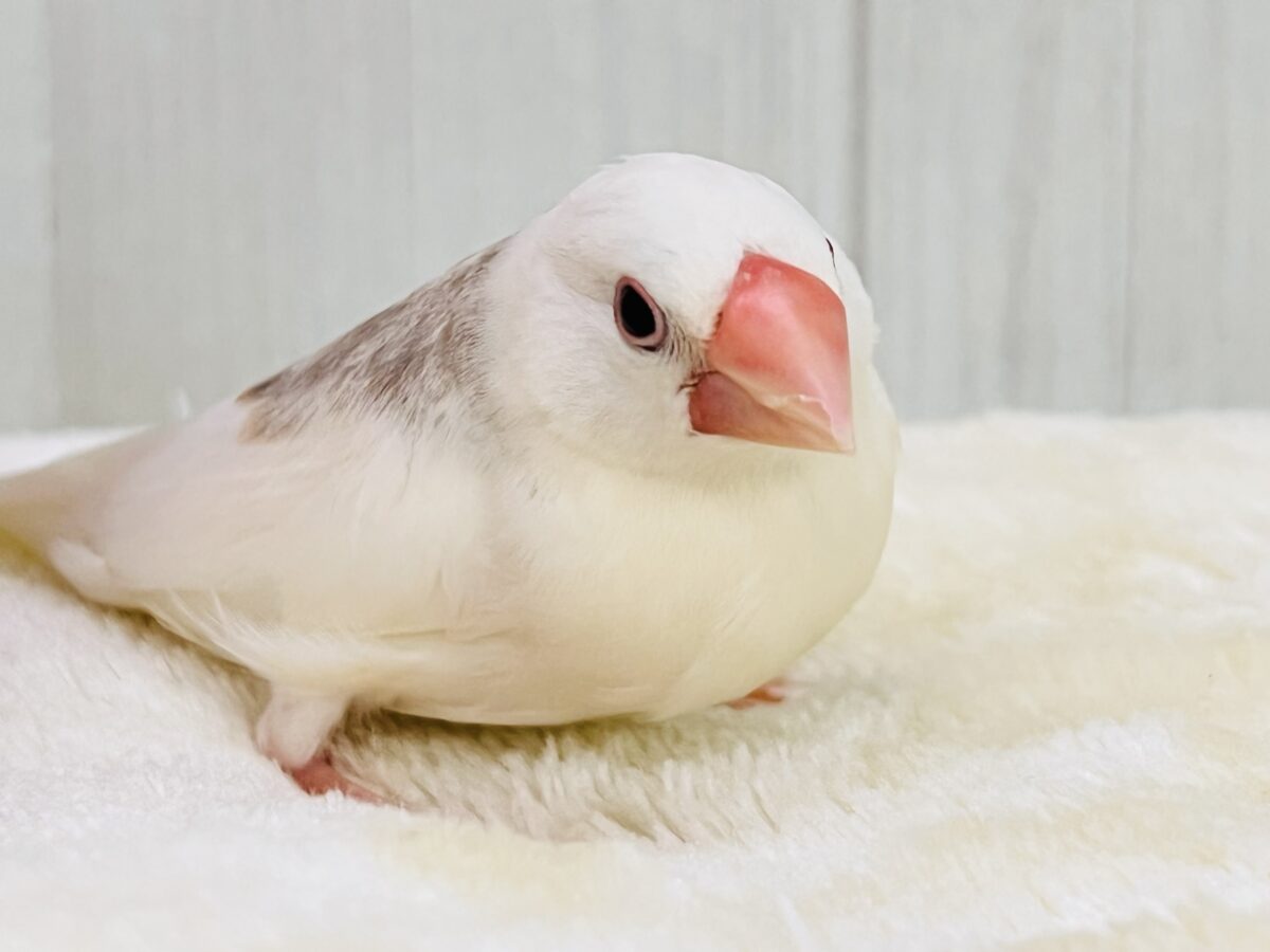 かくれモチモチ♡1人餌の幼さの残る白文鳥✨🪽 白文鳥
