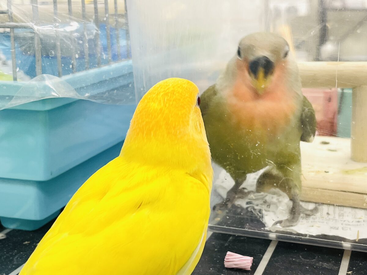 コザクラインコ（小桜インコ）